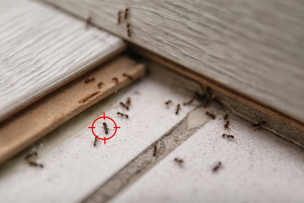 Best Residential Pest Control  in Eggertsville, NY