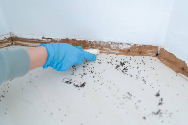 Best Exterminator Services  in Eggertsville, NY